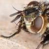 Bothria frontosa
